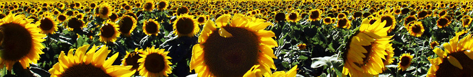 Ken’s Home Rotating Header Image